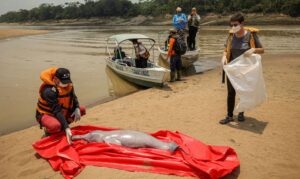 Seca: Pesquisadores vão isolar trechos do Lago Tefé para evitar mortes de botos