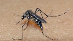 EUA desenvolvem 1ª vacina contra chikungunya