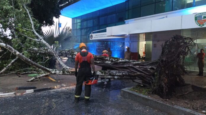 Chuva provoca queda de árvore de 12 metros na Ponta Negra