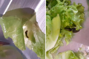 Alunos paralisam universidade em SP após acharem larvas na comida