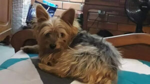 Bizarro: Cão dado como morto por pet shop aparece vivo dias depois no RS