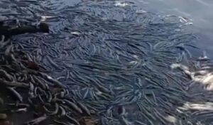 VÍDEO: Milhares de peixes aparecem mortos em lagoa onde mina afundou em Maceió