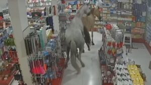 VÍDEO: Cavalos invadem farmácia no RJ e provocam caos
