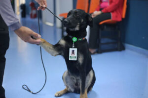 Hospital de SP adota vira-lata, que se torna o 1º "cão hospitalar" da rede de saúde