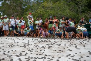 Moradores do Uatumã e turistas devolvem 25 mil filhotes de quelônios à natureza