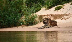 VÍDEO IMPRESSIONANTE: Ataque de onça a jacaré filmado por turistas no Pantanal viraliza