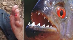Piranhas atacam banhistas em açude no Ceará; 2 pessoas ficam feridas
