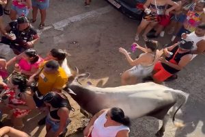 VÍDEO: Vaca assustada invade bloco de rua e deixa 3 feridos no RN