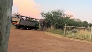VÍDEO: Elefante em fúria ataca caminhão de safari e assusta turistas na África do Sul
