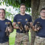 Batalhão da PMDF apresenta nova ninhada de cães para treinamento de farejador de bombas