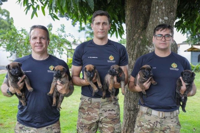 Batalhão da PMDF apresenta nova ninhada de cães para treinamento de farejador de bombas