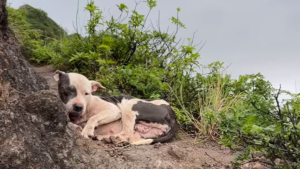 Corredor encontra cadela perdida em penhasco de quase 300 metros altura no Havaí