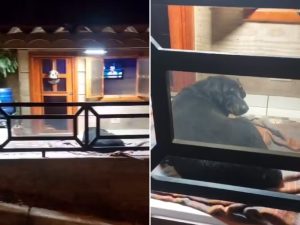 VÍDEO: Morador do interior de SP constrói "mansão" para cachorros de rua