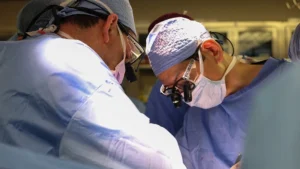 Médico brasileiro lidera o 1º transplante de rim de porco para humano nos EUA