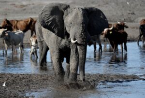Botsuana ameaça enviar 20 mil elefantes à Alemanha