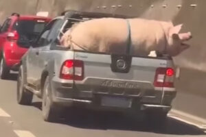 VÍDEO: Motorista é flagrado transportando porco gigante em carroceria de carro, em SP