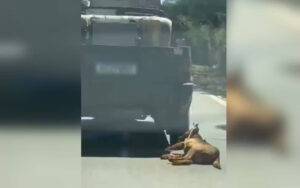 VÍDEO: Cachorro é amarrado por corda e arrastado por carro em GO