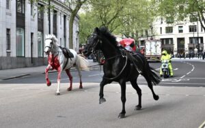 VÍDEO: Cavalos do exército fogem no centro de Londres e deixam quatro feridos