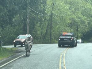 Zebras fugitivas são capturadas por policiais e cowboys nos Estados Unidos
