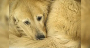 Argentina: Mulher perde guarda de cachorro após pedir para açougue abater animal