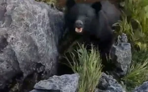 No Japão, mestre em de caratê é atacado por urso durante trilha e espanta animal com golpe
