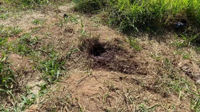 Cachorro encontra corpo de homem morto a facadas em Minas Gerais