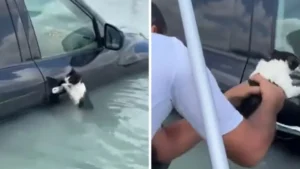 VÍDEO: Em Dubai, gato é resgatado por policial ao ficar agarrado em maçaneta durante enchente