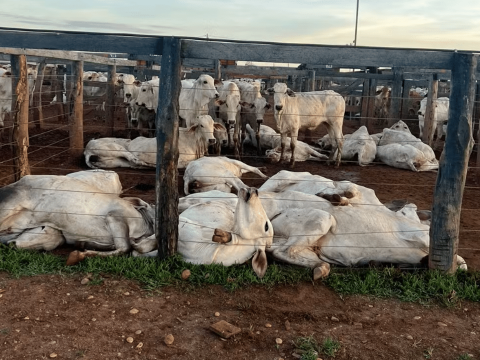 Queda de cabo de alta tensão mata 80 bois em curral no TO; prejuízo é de R$ 200 mil