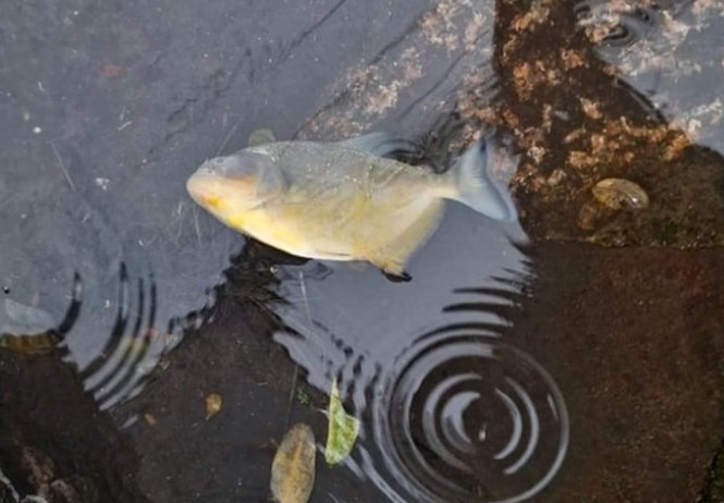 VÍDEO: Piranhas são filmadas nadando nas ruas de Porto Alegre (RS)