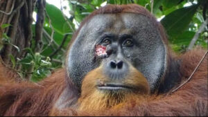 Orangotango na Ásia é flagrado usando planta para curar ferida