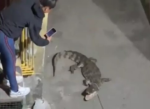 Gravações mostram um jacaré que estaria dentro de um dos prédios.