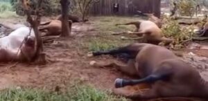 VÍDEO: 15 cavalos são encontrados mortos após enchente no RS; eles estavam amarrados