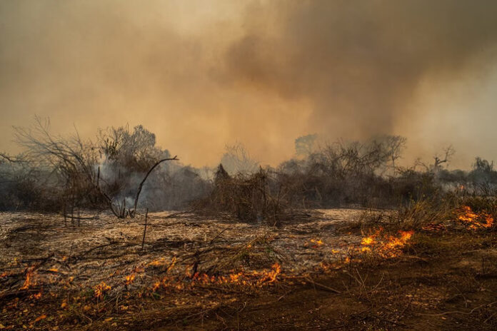 Governo do MS declara emergência devido aos incêndios florestais no Pantanal