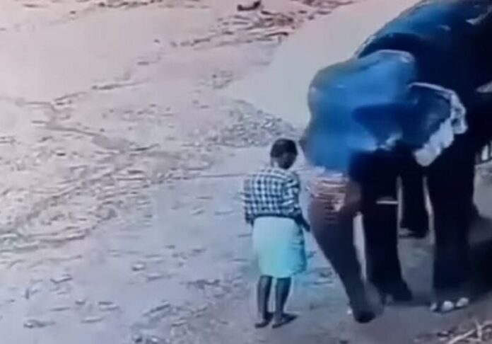 VÍDEO: Na Índia, elefante pisoteia e mata treinador que bateu nele com vara