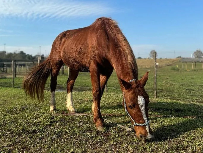 Cavalo Caramelo, resgatado das enchentes no RS, recebe microchip para identificação