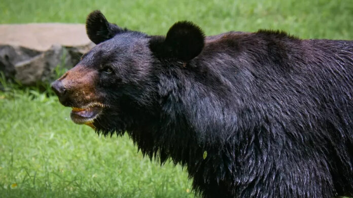 Família come carne de urso e pega infecção rara nos EUA