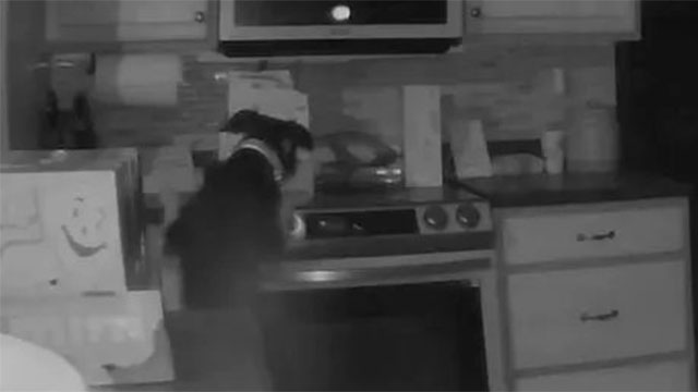 VÍDEO: Nos EUA, cachorro põe fogo em casa 