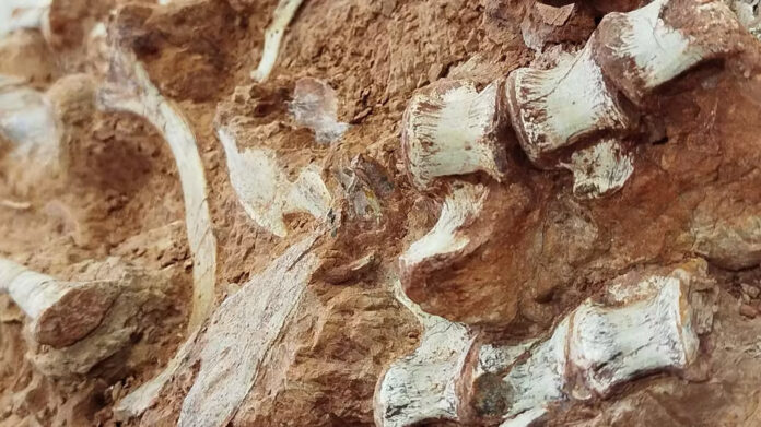 Fóssil de dinossauro é encontrado exposto após enchentes no Rio Grande do Sul