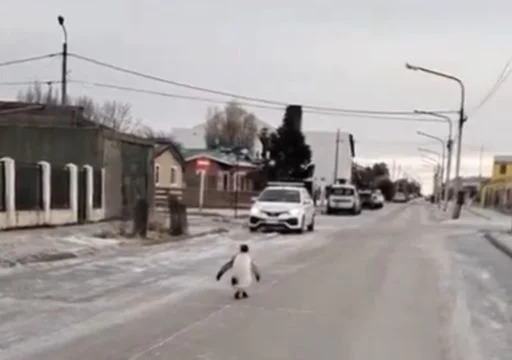 VÍDEO: Moradora da Argentina filma pinguim perdido no meio da rua, durante onda de frio