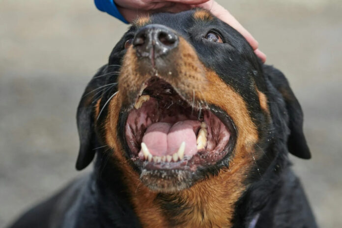 GO: Cão rottweiller mata homem que estava abusando sexualmente de vira-lata na rua