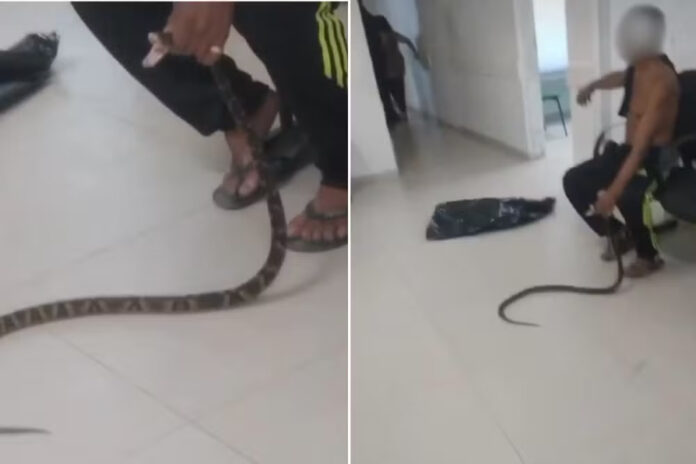 VÍDEO: Homem é picado por jararaca em SP, e leva a cobra até unidade de atendimento