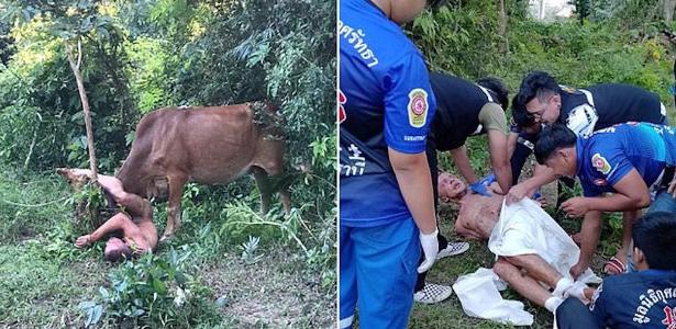 Na Tailândia, turista é atacado por vaca após supostamente tentar abusar do animal