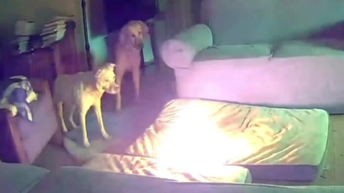 VÍDEO: Nos EUA, cachorro mastiga carregador de celular e acaba provocando incêndio em casa