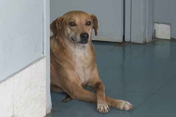 SP: Cachorro espera há 8 anos na porta de hospital onde tutora morreu