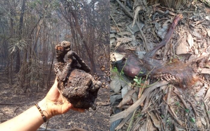 Moradores da comunidade do Lago do Acajatuba procuraram a Onda Digital em busca de ajuda contra um incêndio