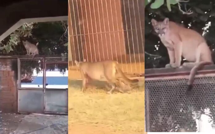 Imagina chegar em casa e se deparar com uma onça-parda que até se pendura no muro e fica observando o movimento em sua residência.