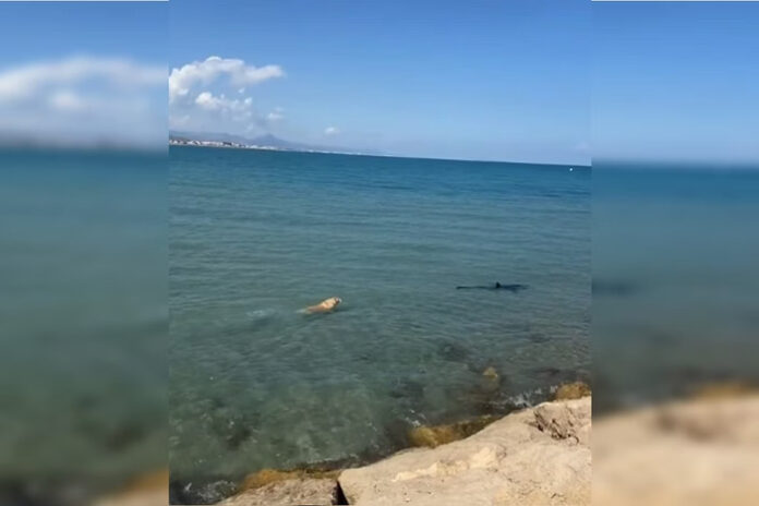 VÍDEO: Na Espanha, cachorro entra no mar e morde cauda de tubarão