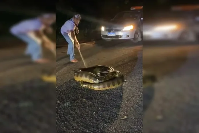 VÍDEO: Em Roraima, sucuri tenta dar bote em homem após ser atropelada em rodovia