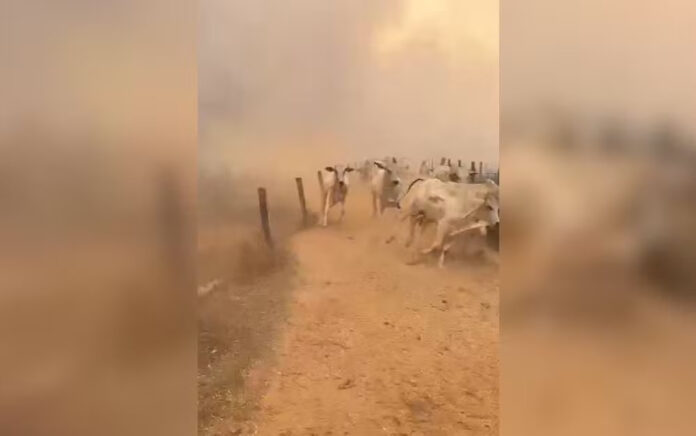 VÍDEO: Veja gado fugindo de incêndio em fazenda no interior de Goiás