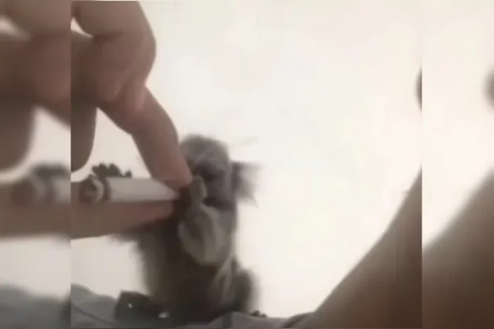 VÍDEO: Na Paraíba, homem é preso após dar bebida e maconha a macaco sagui